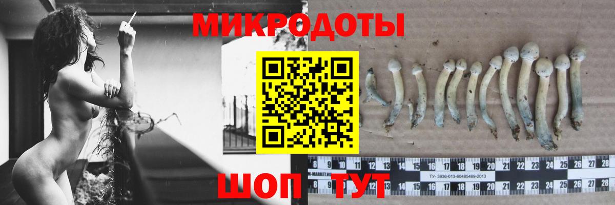 Галлюциногенные грибы Psilocybine cubensis Карачаевск